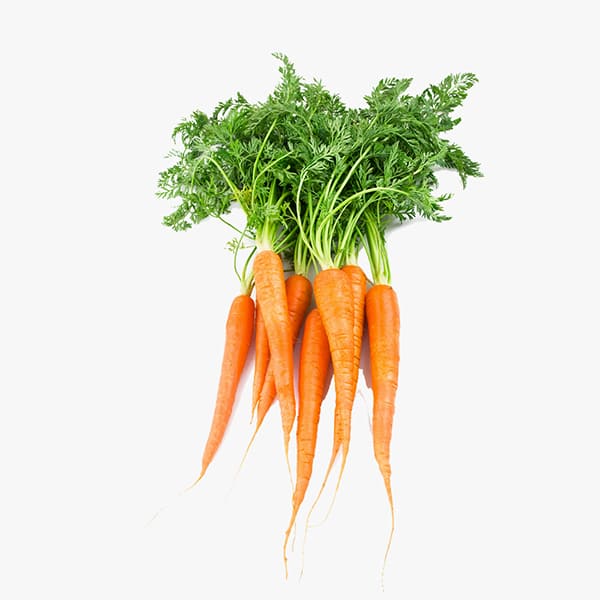 carrot